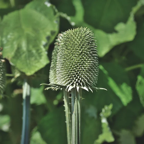 菠菜平台捕鱼游戏